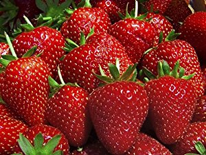 Amazon.com : Hirts Evie Everbearing Strawberry Plants, 10 ...