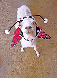 Amazon.com: Animal Planet PET20101 Butterfly Dog Costume ...