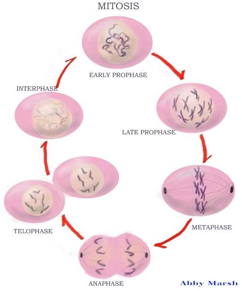 Cell Cycles: Interphase, Mitosis, Cytokinesis | Online ...