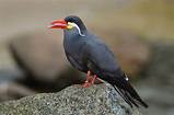 Inca Tern​