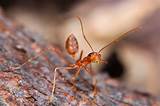 Fire ant​