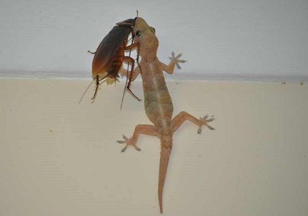 Common House Gecko Facts and Pictures | Reptile Fact