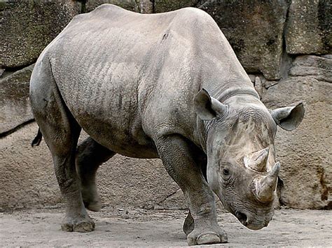 Black Rhinoceros-Endangered animals list-Our endangered ...