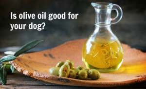 Is Olive Oil Good for Dogs | SlimDoggy