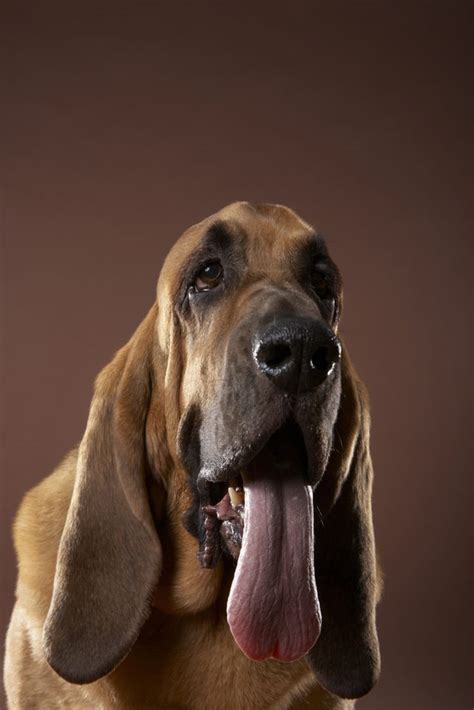 Why Would a Dog's Tongue Turn White?