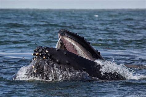 Humpback whale feeding frenzy in Monterey Bay Bay Nature