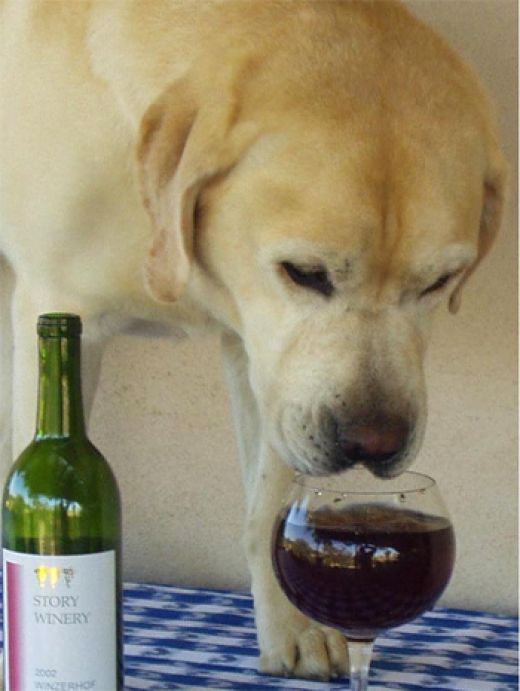 How Grapes and Raisins can kill your dog! | HubPages