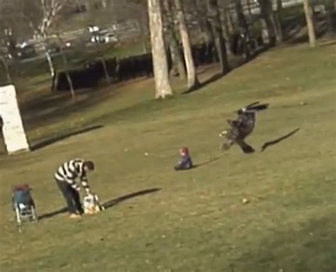 Golden Eagle Snatches Child In A Park Hoax Seen By ...