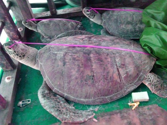 Animal cruelty: Marine turtles blinded alive for keeping ...