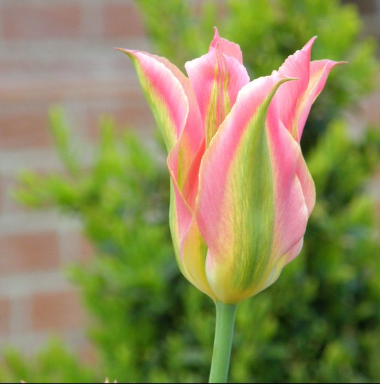 tulips-poisonous-plants-dogs - A Blog for Pit Bulls and ...