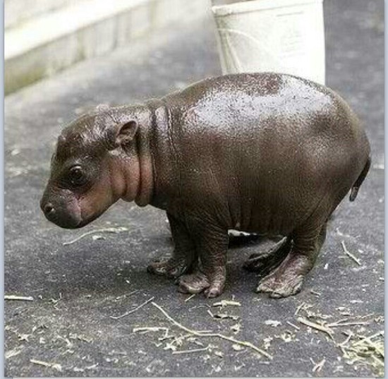 Baby hippo...I want a fat baby hippo. It's so cute!! | It ...