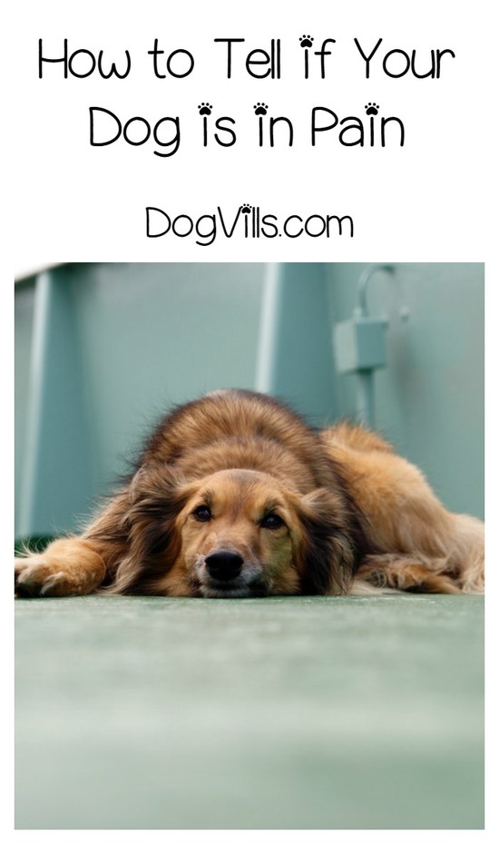 How Can I Tell If My Dog is in Pain? - DogVills