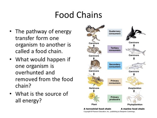 Ecology. - ppt video online download