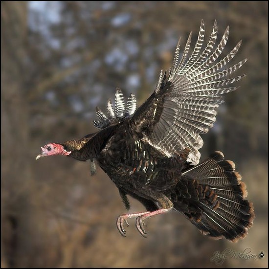Turkeys Can Fly! | Uconnladybug's Blog