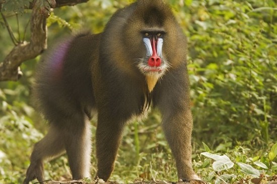 In July 2008, a mature male mandrill, a large species of ...
