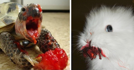 12+ Animals Eating Berries Look Like Horror Movie Monsters ...