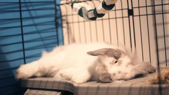 Cute Bunny Rabbit Flopping Into A Laying Down Position ...
