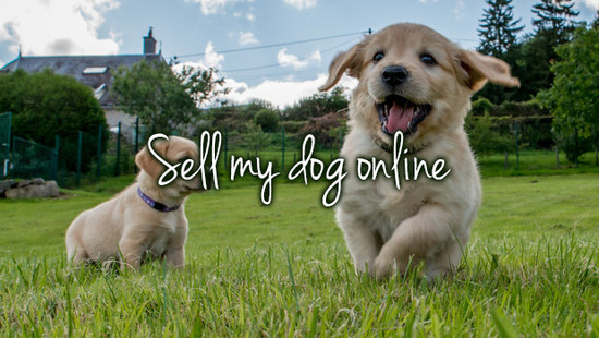 Sell My Dog Online