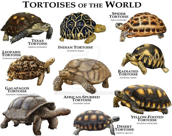 Best 25+ Tortoises ideas on Pinterest | Small animals ...