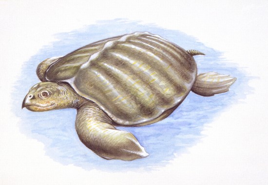 Leatherback Turtle Evolution