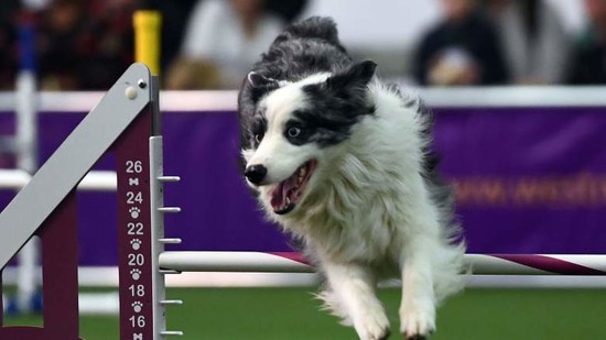 Westminster Dog Show 2017: TV Channel & Full Schedule ...