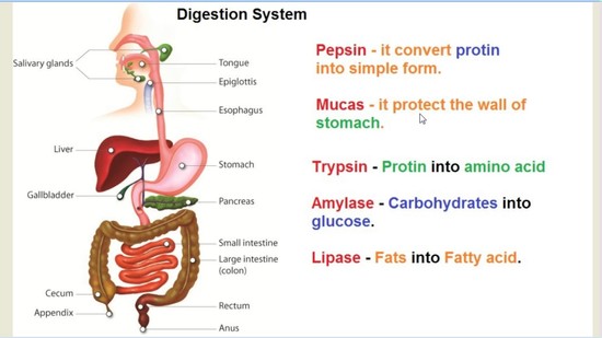 how to learn the digestive system (पाचन तंत्र) in hindi ...