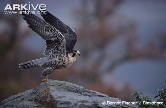Peregrine falcon photo - Falco peregrinus - G140450 | Arkive