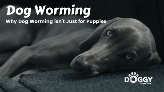 How Often should I Worm My Dog? Why Dog Worming Matters ...