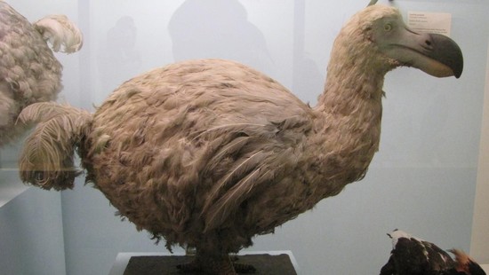 What did dodo birds eat? | Reference.com