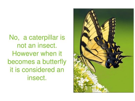 PPT - Is it an Insect, Yes or No? PowerPoint Presentation ...