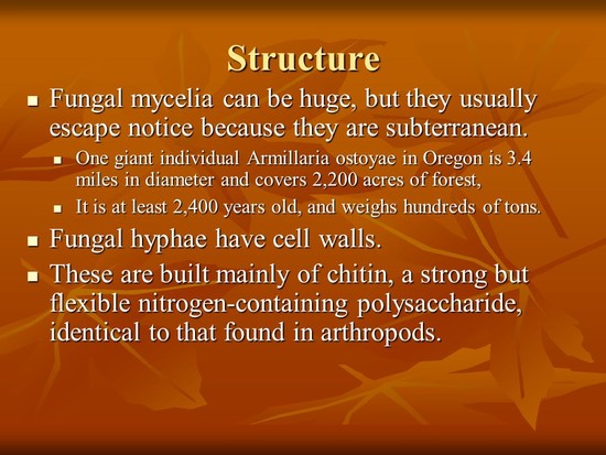 Fungus Chapter ppt video online download