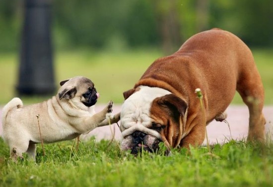 Cute Pug & Bulldog Puppies | ♥ CUTE PUG PUPPIES ...