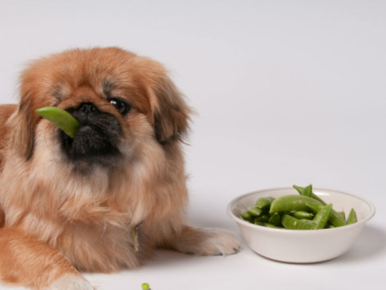 Can Dogs Eat Peas? – American Kennel Club