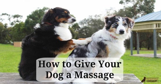 How to Give Your Dog a Massage