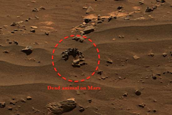 UFO SIGHTINGS DAILY: NASA Rover Photo Reveals Life Once ...