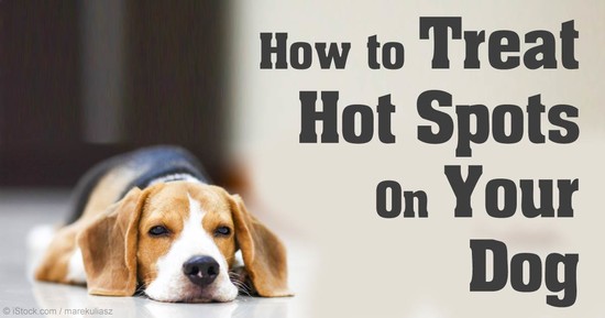 Image Gallery hotspots on dogs