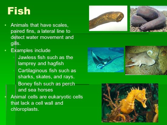 Dichotomous Key A series of paired statements that ...