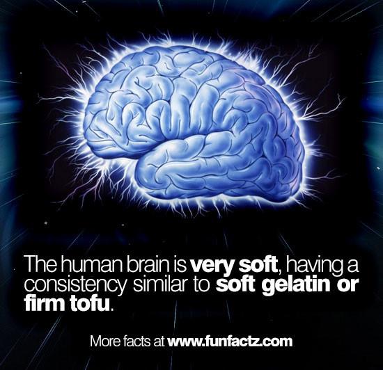 The human brain is very soft, having a consistency similar ...