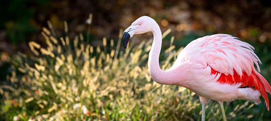 Truth or Tail: Do flamingos fly south?