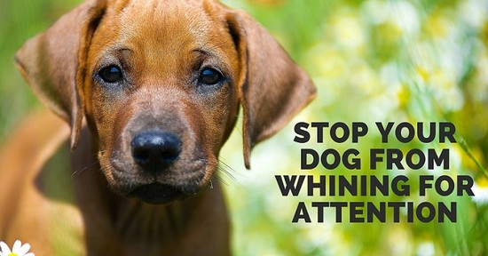 How to Stop a Dog From Crying and Whining For Attention ...