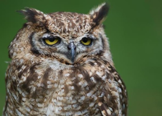 Image Gallery sleeping owl