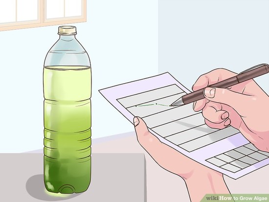 How to Grow Algae: 10 Steps (with Pictures) - wikiHow