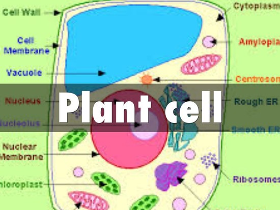 Plant cell by scillian890
