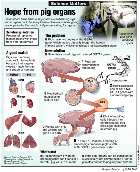 Xenotransplantation – Organs and Bacon – Anderson HS ...
