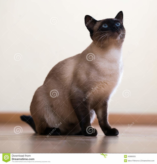 Sitting Young Adult Siamese Cat Stock Photo - Image: 45886055