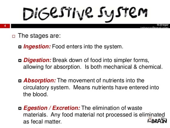 The digestive system [2010].pptm