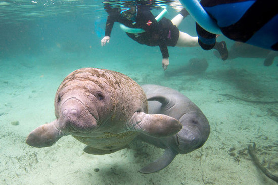 Should manatees come off the endangered species list ...