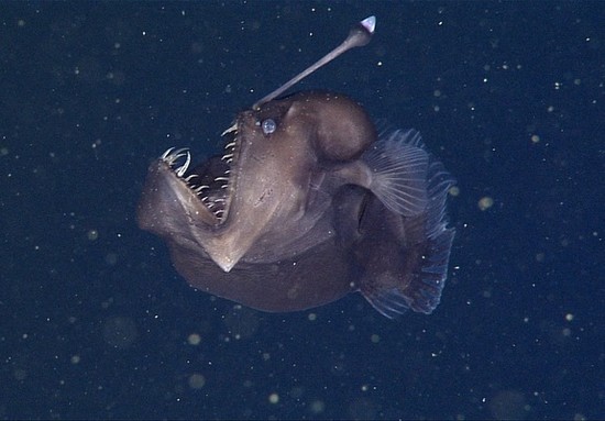 Creepy Deep-Sea Anglerfish Captured in Rare Video