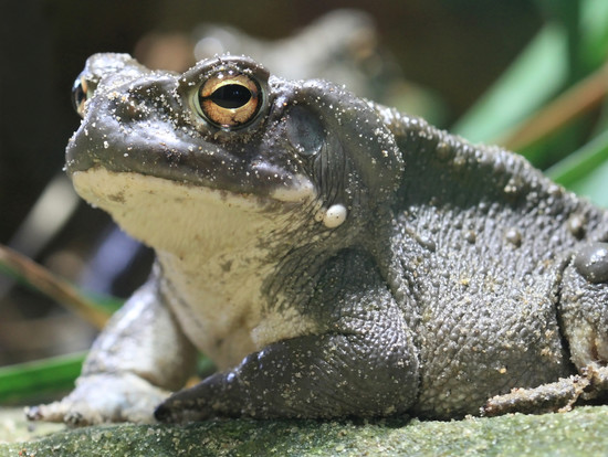 Why Licking Toads is no Fairytale: Side Effects and Dangers