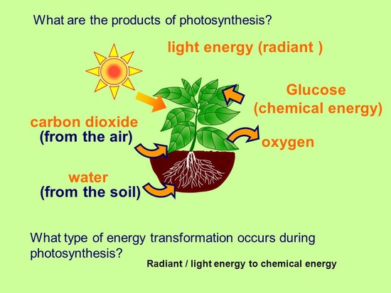 Plants and Photosynthesis - ppt video online download